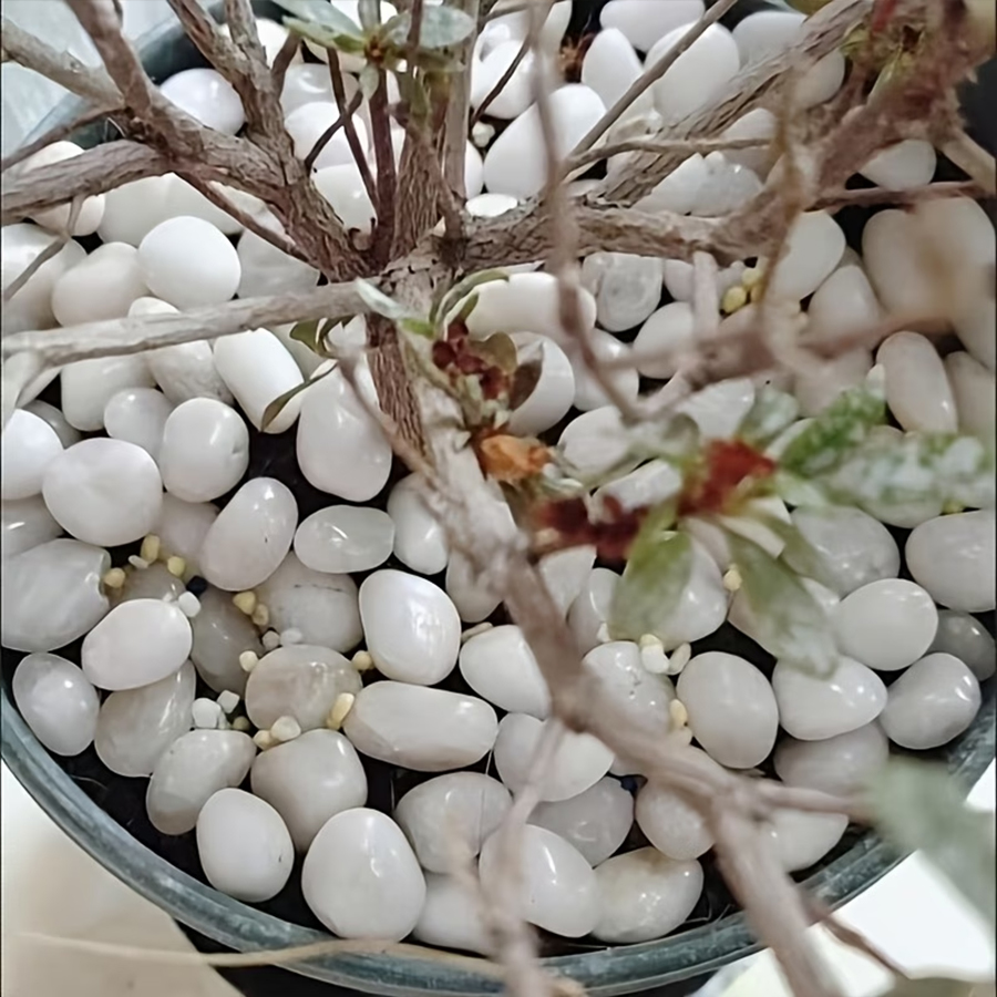 300/600g Polished White Pebble - Indoor Herb Garden recension och pris